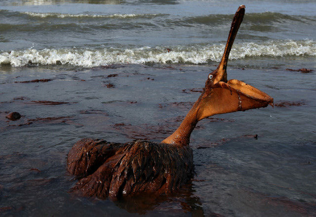 Desastre no Golfo do México