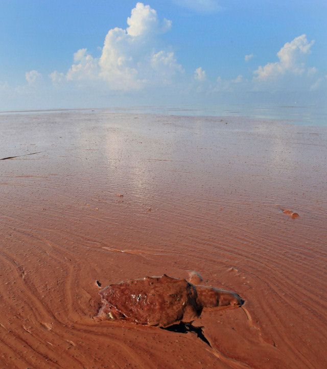 Desastre no Golfo do México