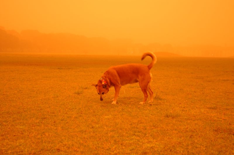 Impressionantes fotografias da tempestade de poeira na Austrlia