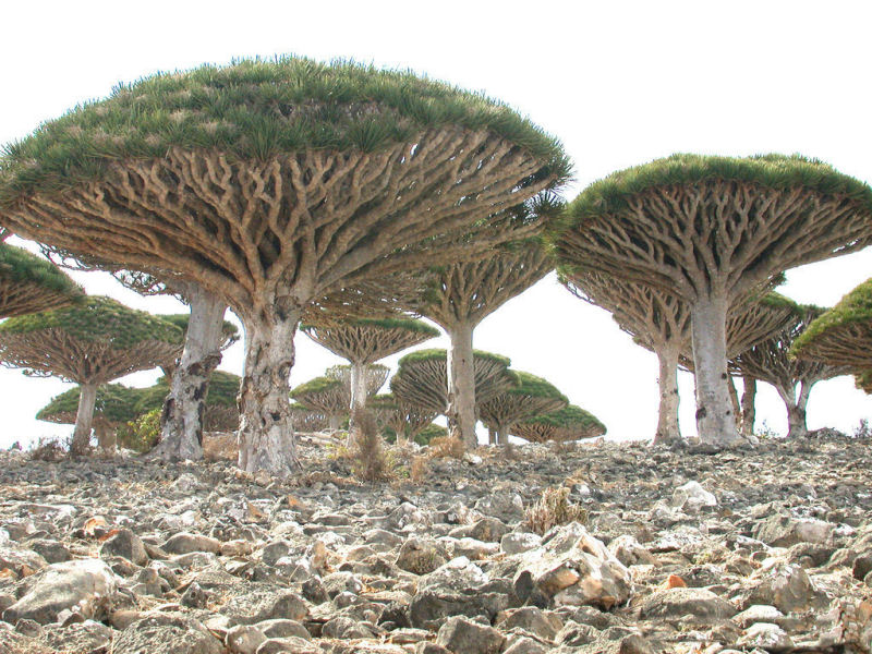 rvores de Socotra 01