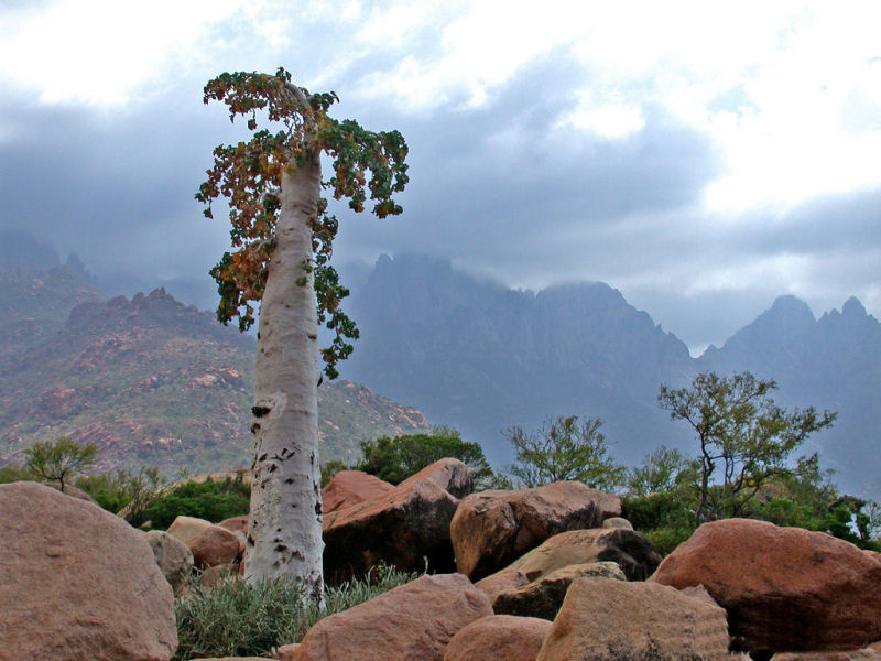 rvores de Socotra 02