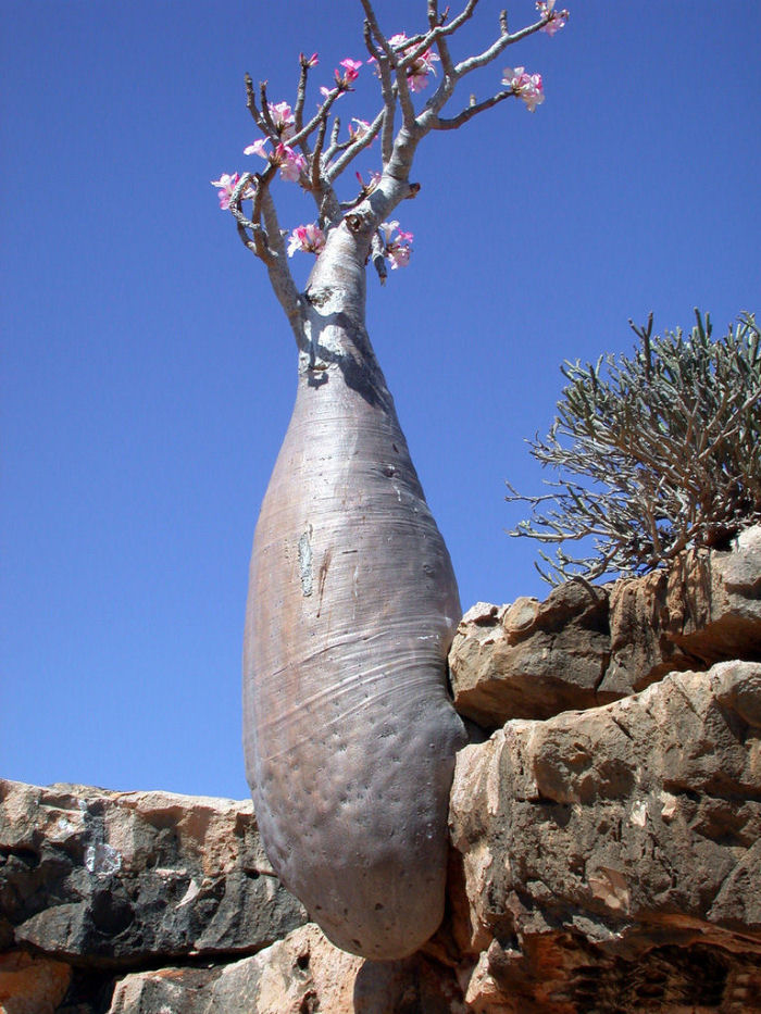 rvores de Socotra 03