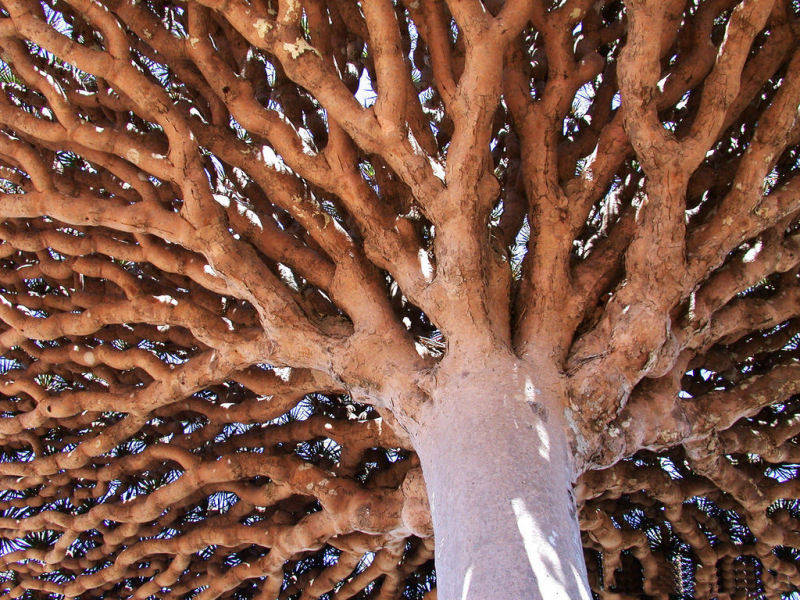 rvores de Socotra 04