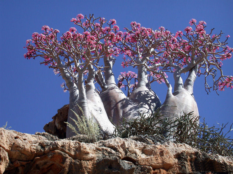 rvores de Socotra 05