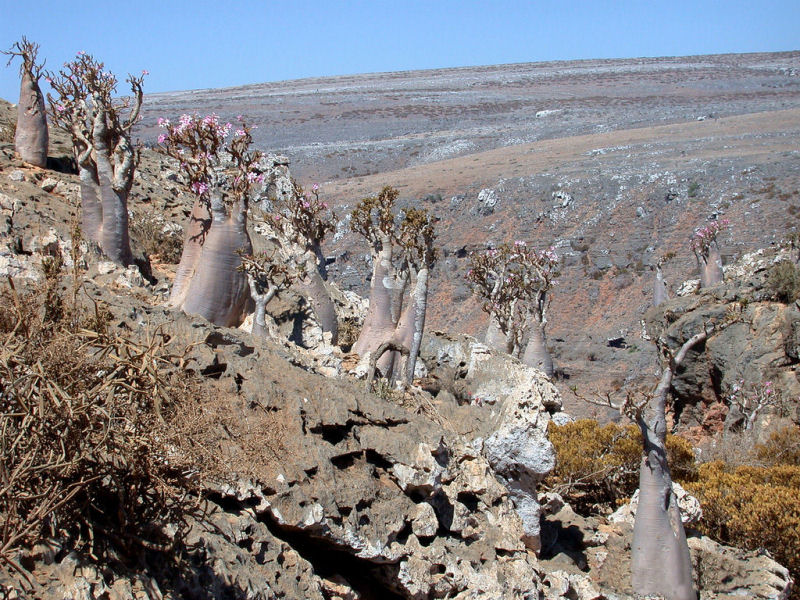 rvores de Socotra 06