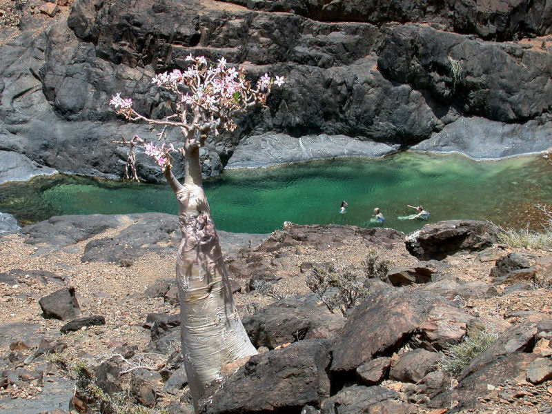 rvores de Socotra 07