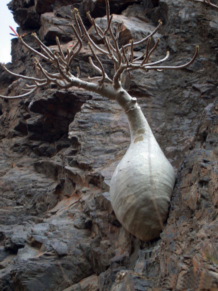 rvores de Socotra 08