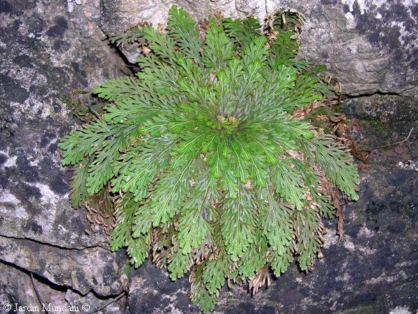 Selaginella lepidophylla