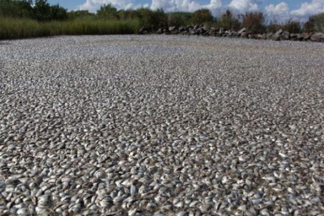Um rio de peixes mortos