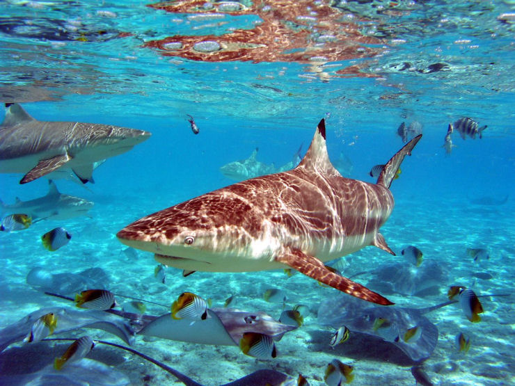 Maravilhas do mundo - Bora Bora