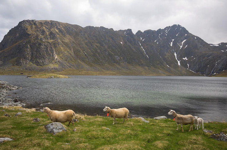 Lofoten, o arquiplago polar que no se congela 10