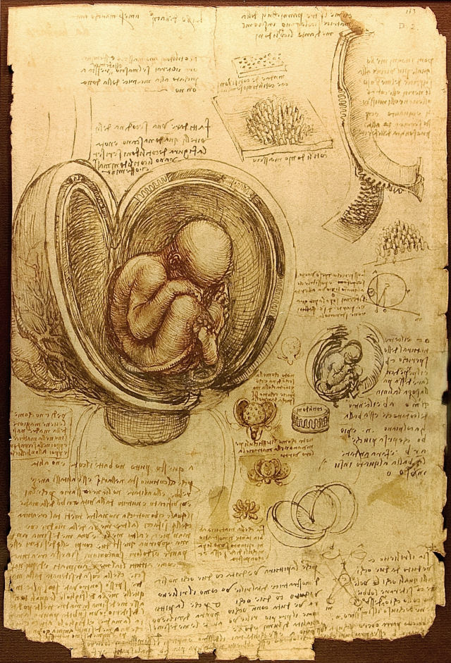 Anatomia embrio desenhada por da Vinci