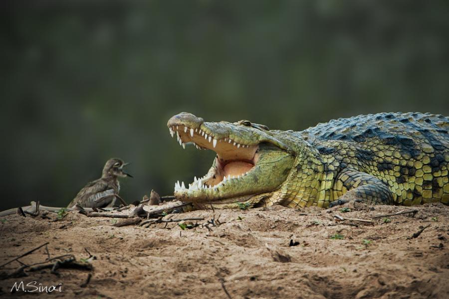 Imagens da semana214 18