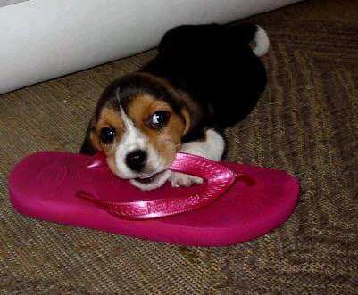 Comendo uma havaiana gostosa.