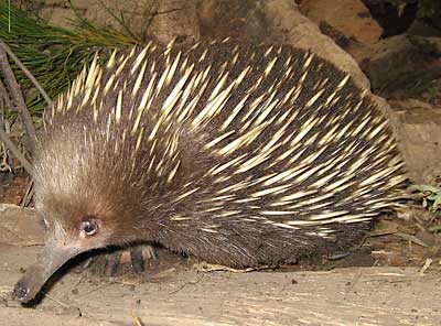 Echidna Echidna