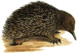 Echidna Echidna