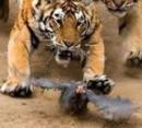 capa_tigres.jpg capa_tigres.jpg