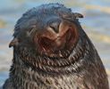 foca-feliz.jpg foca-feliz.jpg