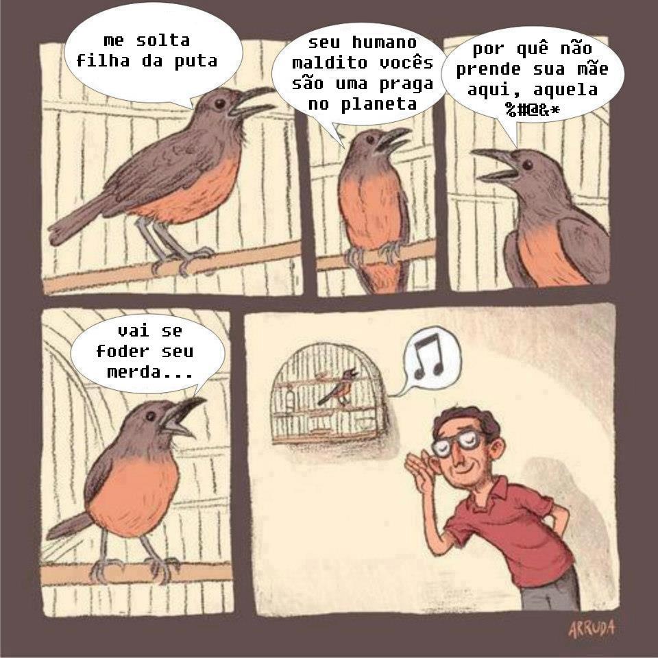 passaro.jpg passaro.jpg