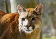 puma_folha.jpg puma_folha.jpg