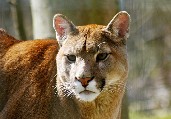 puma_geral.jpg puma_geral.jpg