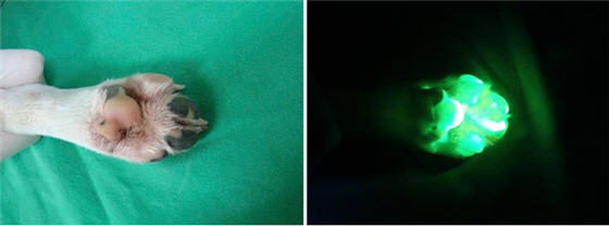 glow_in_the_dark_beagle_puppy_claw.jpg glow_in_the_dark_beagle_puppy_claw.jpg