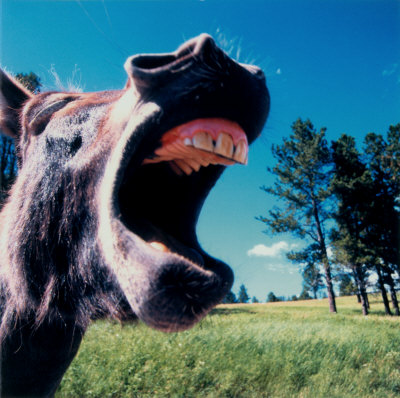 Burro1.jpg Burro1.jpg