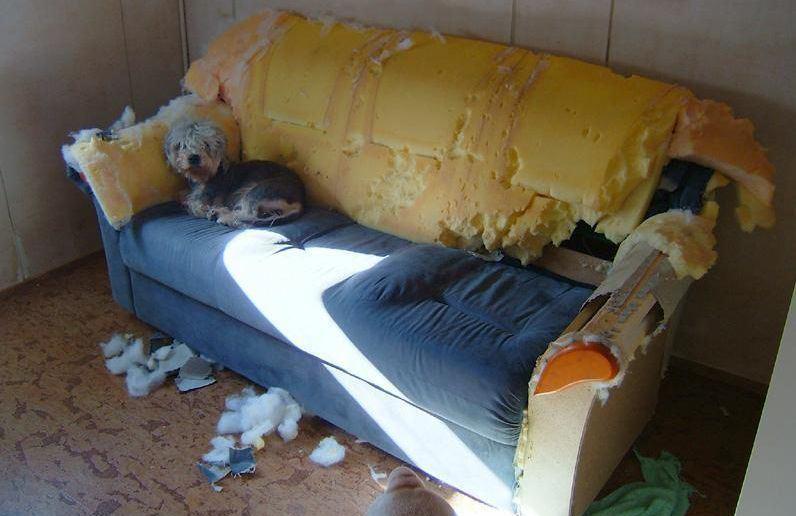 cachorro.jpg cachorro.jpg