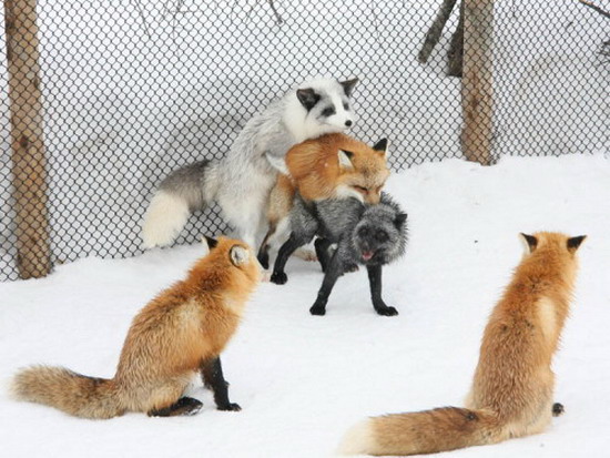 firefox_plugin.jpg firefox_plugin.jpg