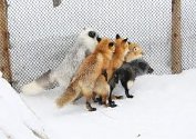 raposinhas.jpg raposinhas.jpg